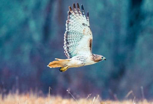 A majestic red-tailed hawk soars gracefully through the sky above a vibrant green field, its wings spread wide to capture the wind