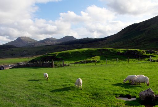 A beautiful shot of grassy fields and mountains with sheep and lambs walking around in Snowdonia mountain range