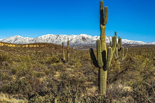The image shows a view of the Sonoran desert in Arizona with distant snow capped mountains