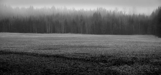 A black and white shot of a forest during foggy weather