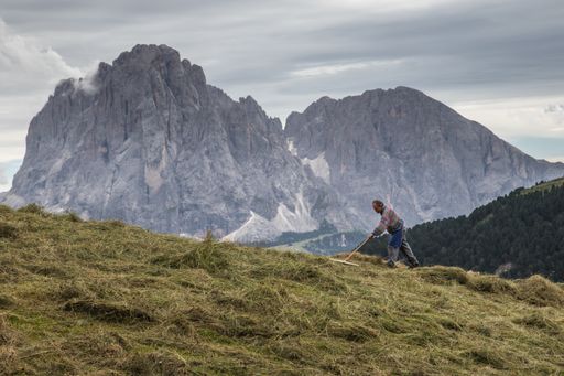 A beautiful shot of a farmer raking the field with Puez-Geisler Nature Park, Italy