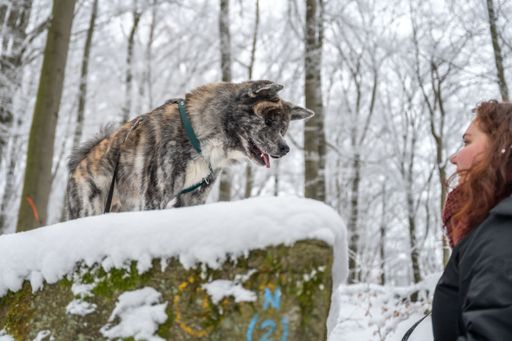 A Caucasian female with her furry dog in the forest covered in the blanket of snow