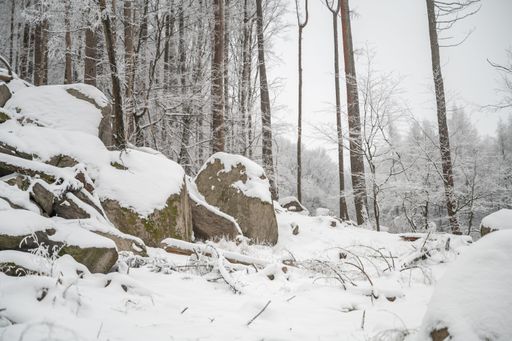 A scenic winter landscape with snow-covered forest and leafless trees
