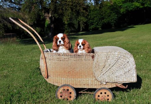 A portrait of two Cavalier King Charles Spaniel dogs in a vintage wicker stroller in a park