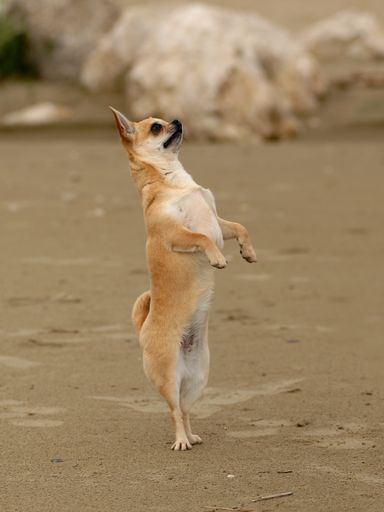 A closeup vertical portrait of a cute funny chihuahua dog standing on her two legs outdoors on the sanbeach