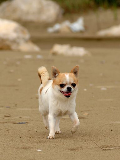 A cute cream and white chihuahua dog standing on the sandy beach
