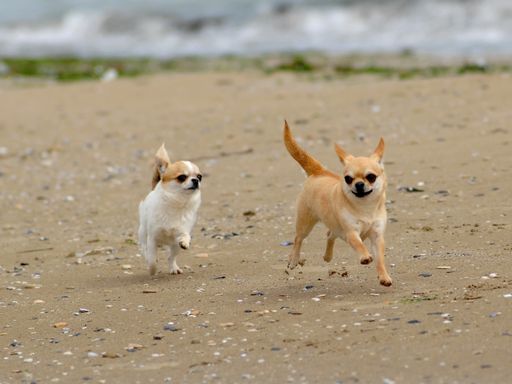 Two cute cream colored chihuahua dogs running on the sandy beach