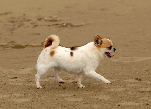 A cute cream and white chihuahua dog walking on the sandy beach