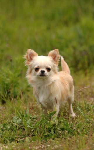 A vertical shot of cream colored cute chihuahua dog standing on the grass