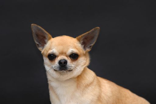 A closeup portrait of a cute tiny Chihuahua dog isolated on a dark background