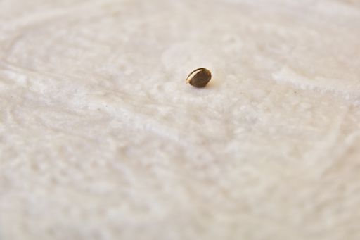 Germinating Cannabis seed on wet paper towel. Almost ready to plant.
