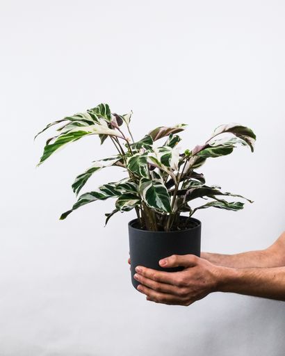 A vertical shot of a male holding a Calathea white fusion potted plant near a white wall