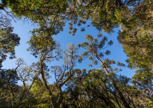 A low angle shot from a beautiful subtropical forest in southern Brazil