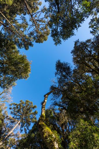 A vertical low angle shot from a beautiful subtropical forest in southern Brazil