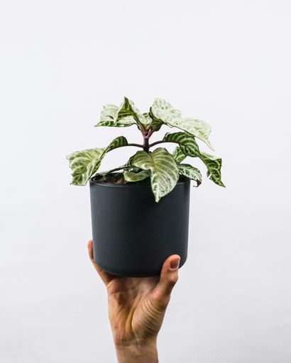 A vertical shot of a male holding a potted plant near a white wall