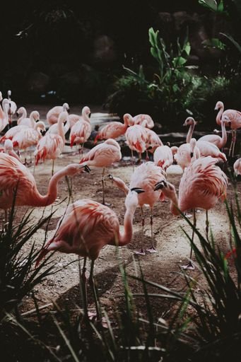 A large flock of beautiful pink flamingos in an exotic tropical field