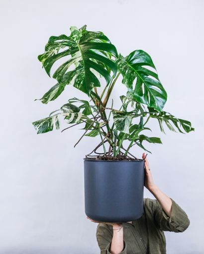 A vertical shot of a female holding a Swiss cheese plant near a white wall