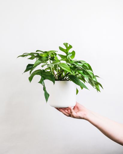 A vertical shot of a female holding a potted plant near a white wall