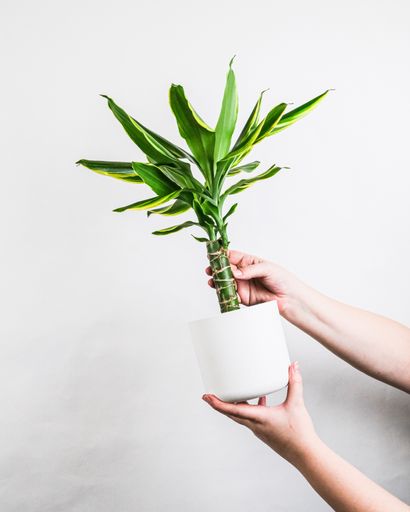 A vertical shot of a female holding a potted plant near a white wall