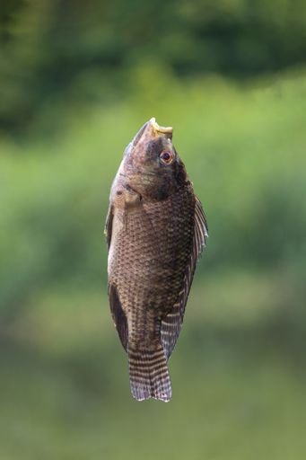 A vertical shot of a crucian carp fish on a green background