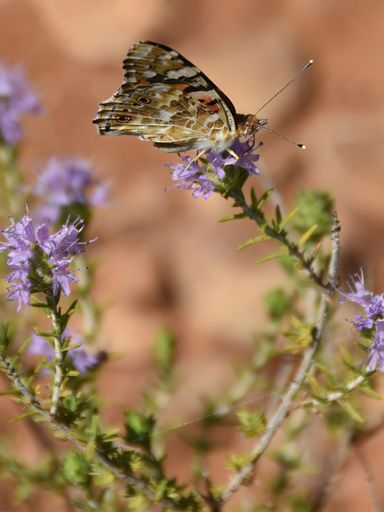 A selective focus shot of a butterfly sitting on a wildflower
