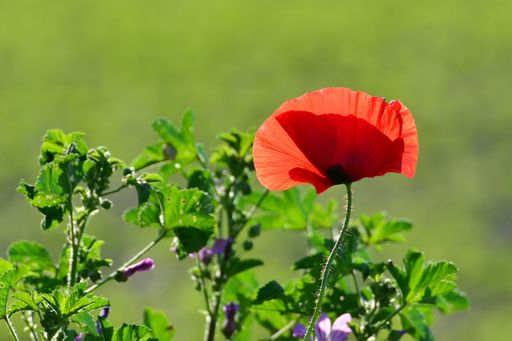 A closeup shot of a poppy flower in the meadow