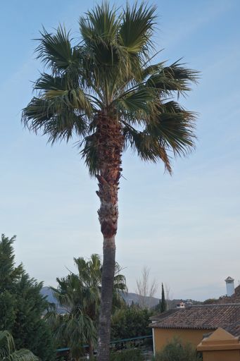 A vertical shot of a large palm tree near a house in Venuela, Andalusia 
 in Spain