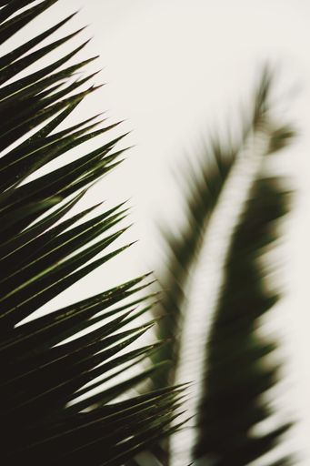 A vertical selective focus shot of palm tree leaves on a white background