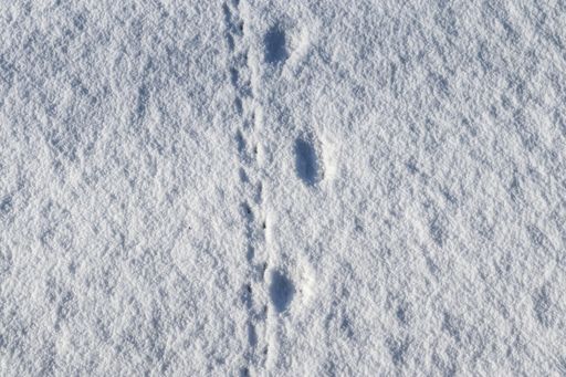 A closeup shot of footprints of animals and birds in fresh white snow in winter