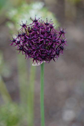 A vertical closeup shot of a purple Echinops flower on a blurred background