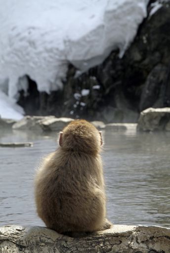A vertical shot from behind of a Japanese macaque sitting near a water