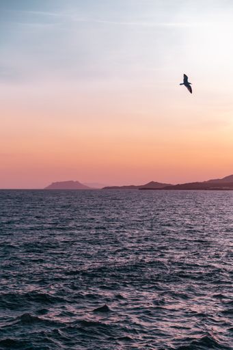 A beautiful view of a bird flying over the peaceful sea under the breathtaking sunset sky