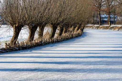 The trees along the edges of a frozen river under a sunny sky