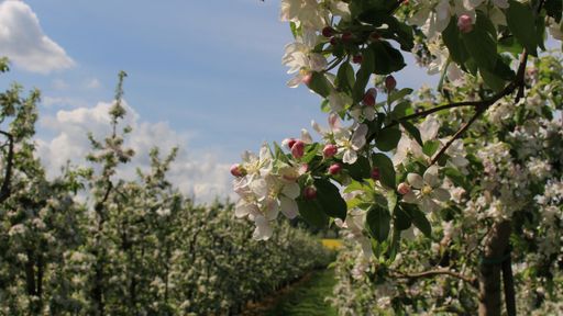 A closeup of blooming apple tree branches with soft flowers