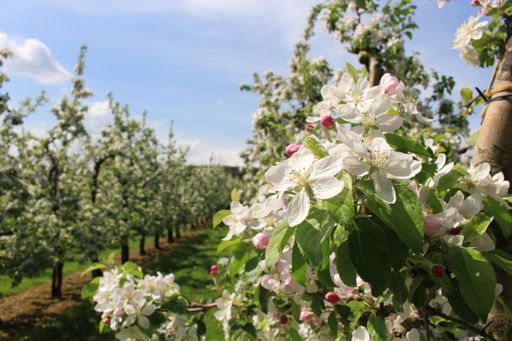 A closeup of soft white blossoms on an apple tree in the scenic orchard