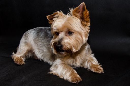 A cute Yorkshire terrier doggy lying down on a black surface