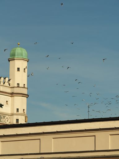 A vertical shot of a flock of birds flying in poznań city hall poznań poland with a clear blue sky