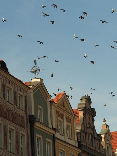 A vertical shot of a flock of birds flying above the buildings with a clear blue sky