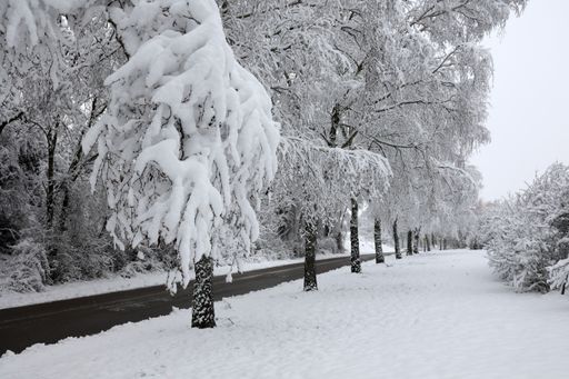Scenic snow-covered trees on both sides of a smooth road in the winter forest