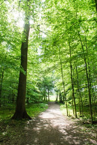 A vertical shot of a pathway with high trees during daytime