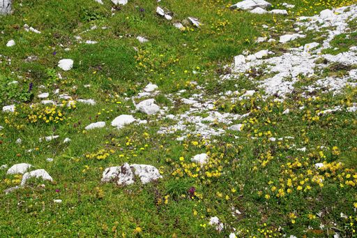The wildflowers on the green hill on Mount Rainier during daylight