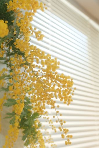 A closeup vertical shot of blooming mimosa plant flower bunch near window blinds indoors