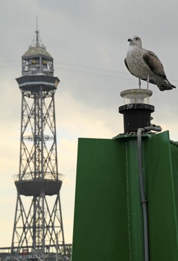 A vertical shot of a seagull standing on a light