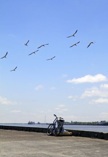 A vertical shot of birds flying over with a blue sky in the background