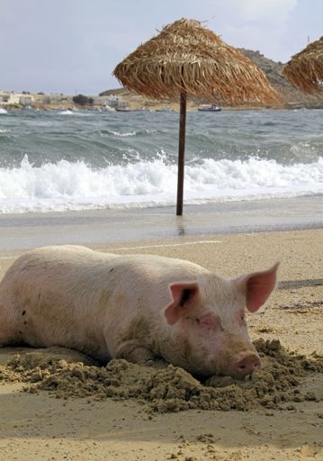 A vertical shot of a pig laying on the beach shore