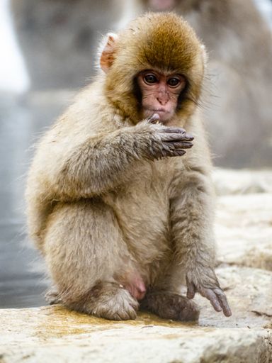 A vertical shot of a Japanese macaque sitting on a rock