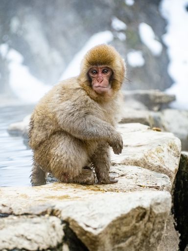 A vertical shot of a baby Japanese macaque on a rock near the hot spring
