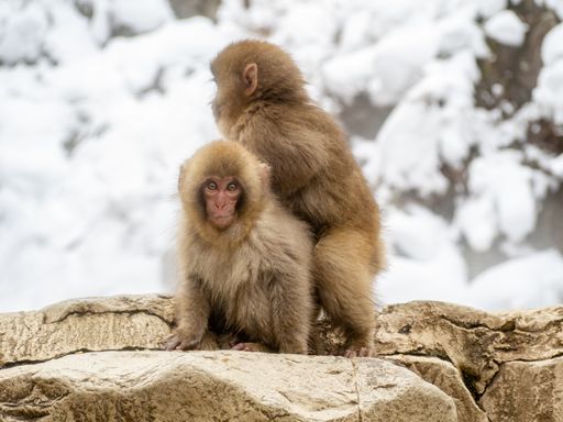 A couple of baby Japanese macaques on a rock