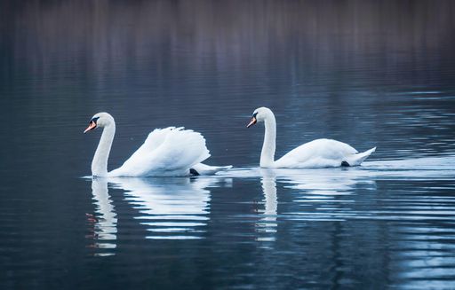 A romantic shot of two swans swimming peacefully in a tranquil lake