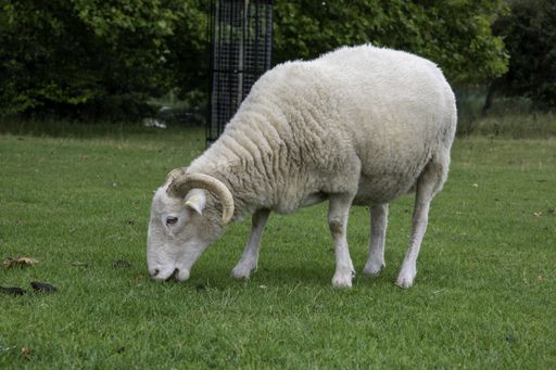 A selective focus of an adult sheep grazing on the green grass on a farm